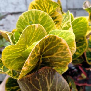 Crotons Plants