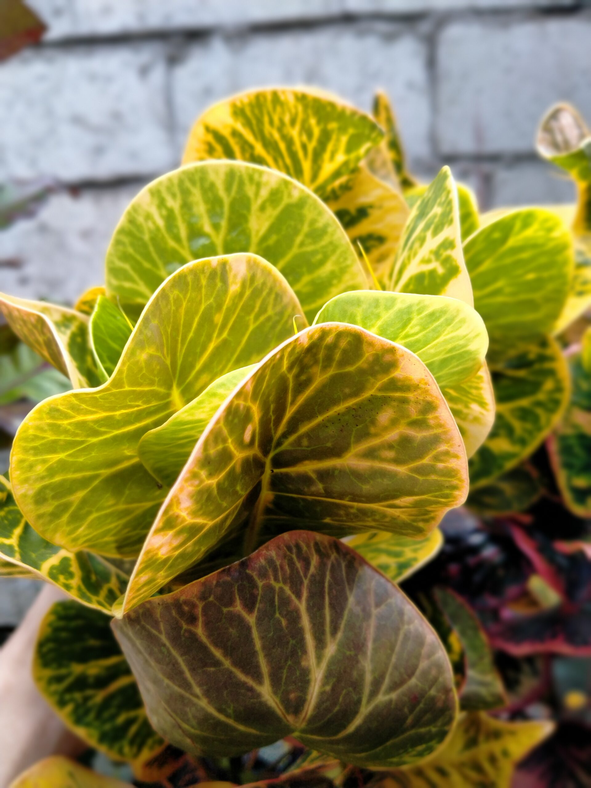 Crotons Plants