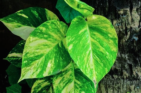 Golden Pothos