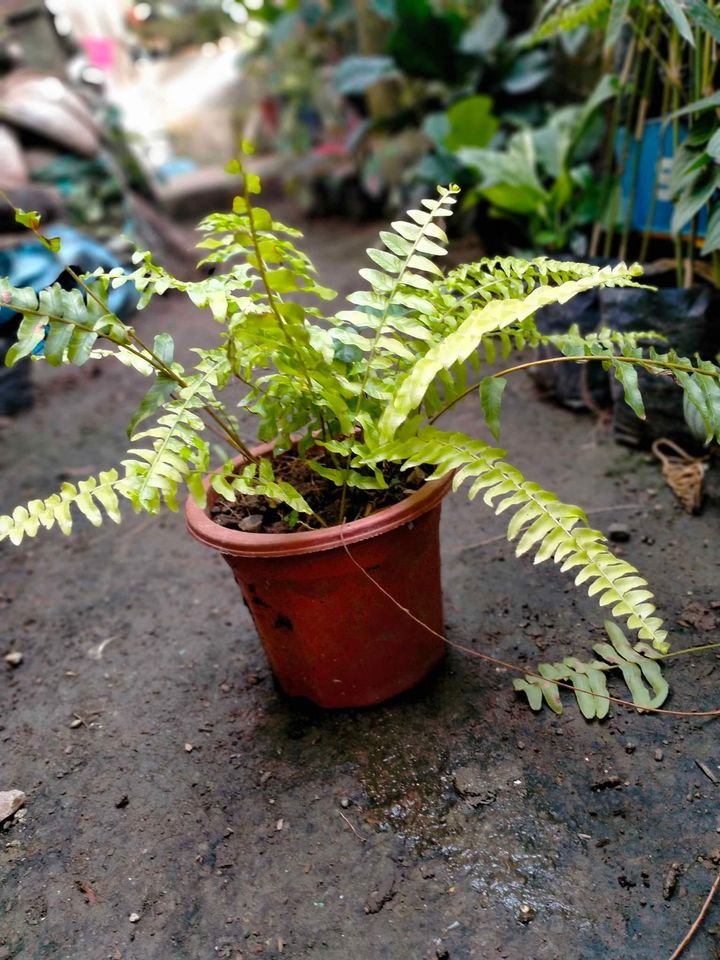 Varigated Boston Fern | Golden Fern